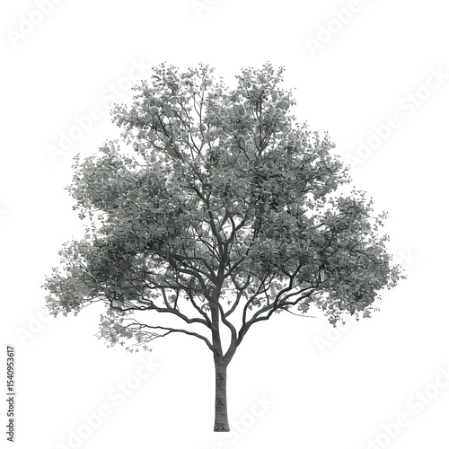 A majestic gray tree with abundant foliage, standing prominently against a transparent background.