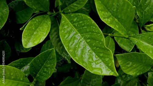 Raindrops on a green leaf in June, Weather or environment