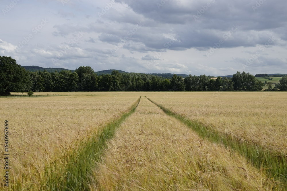 Fototapeta premium wheat field and blue sky