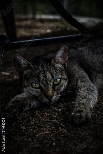 Resting Cat