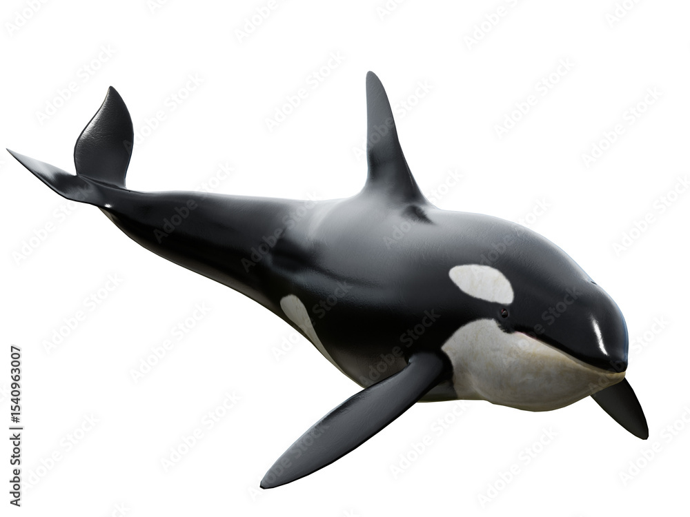 3D rendered orca whale isolated on transparent background 3D rendered orca whale isolated on transparent background