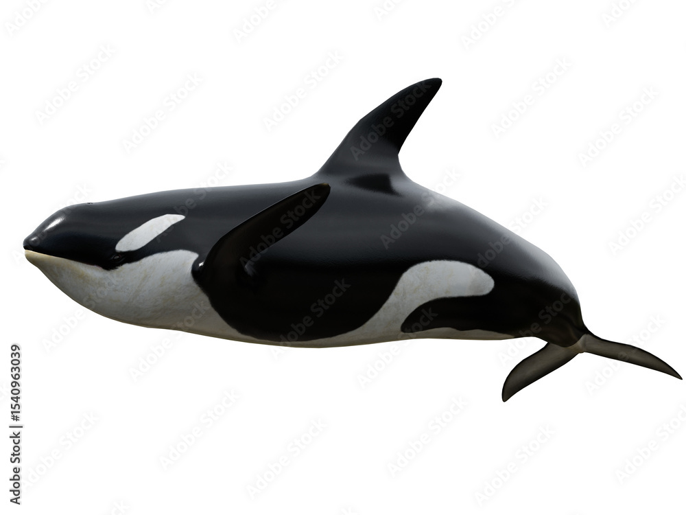 3D rendered orca whale isolated on transparent background 3D rendered orca whale isolated on transparent background