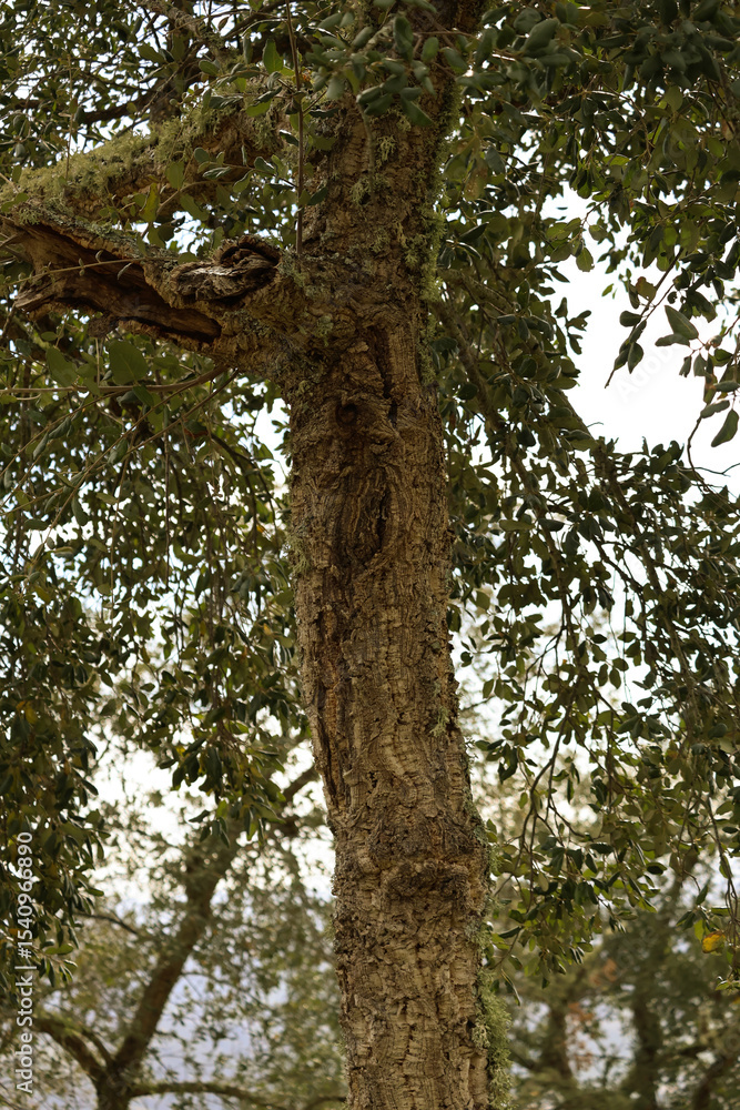 Fototapeta premium Quercus suber Tree with cork