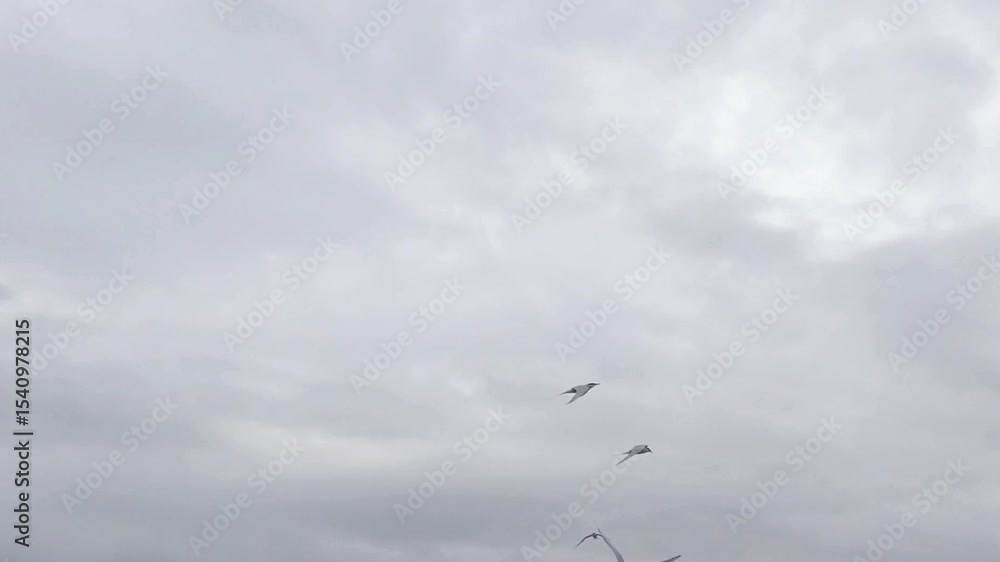 Overcast Sky, Grey Clouds, Atmospheric Conditions, Natural Light, Weather Overcast Sky, Grey Clouds, Atmospheric Conditions, Natural Light, Weather