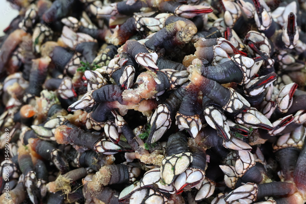Barnacles, crustaceans, delicacy, seafood Gooseneck barnacles are known in Spain and Portugal Barnacles, crustaceans, delicacy, seafood Gooseneck barnacles are known in Spain and Portugal
