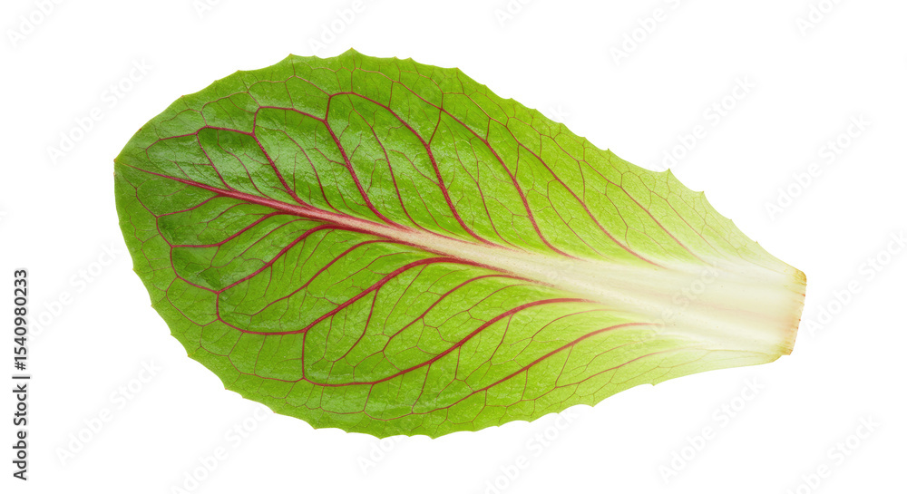 Obraz premium Vibrant Green Lettuce Leaf with Striking Red Veins and Textured Surface
