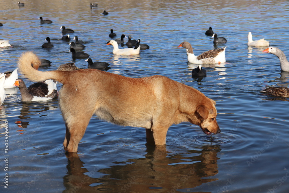 dog in lake dog in lake
