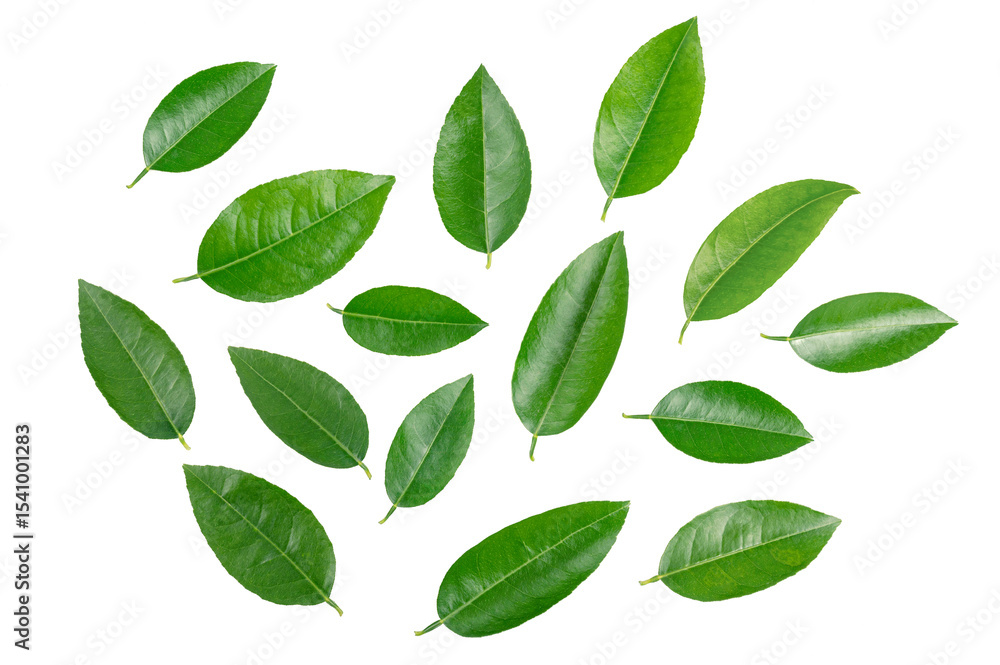 Set of citrus leaves isolated on white background. Set of citrus leaves isolated on white background.