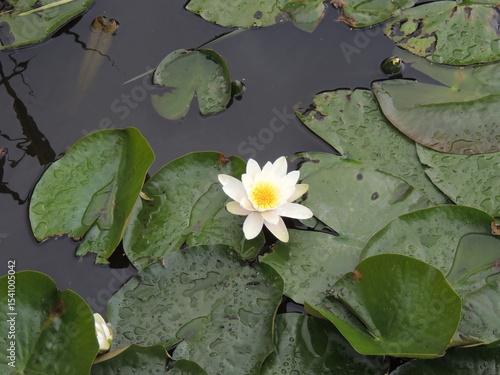 waterlily