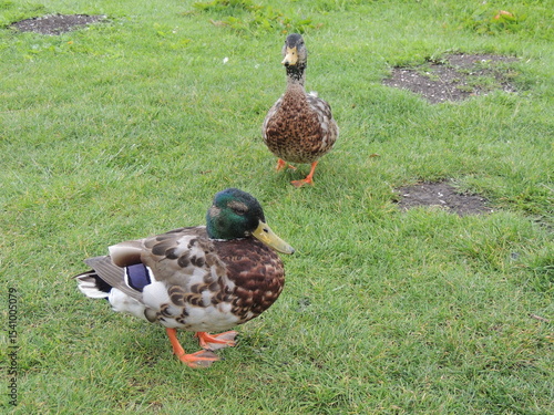 Duck
