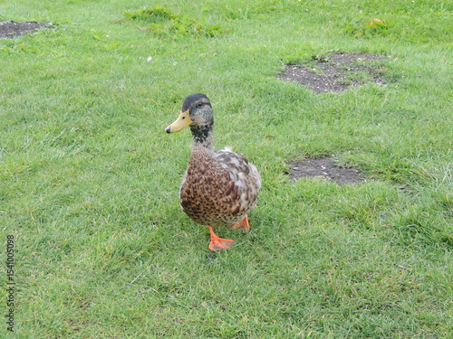Duck