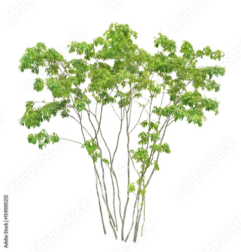 アオダモ　樹高5.2m