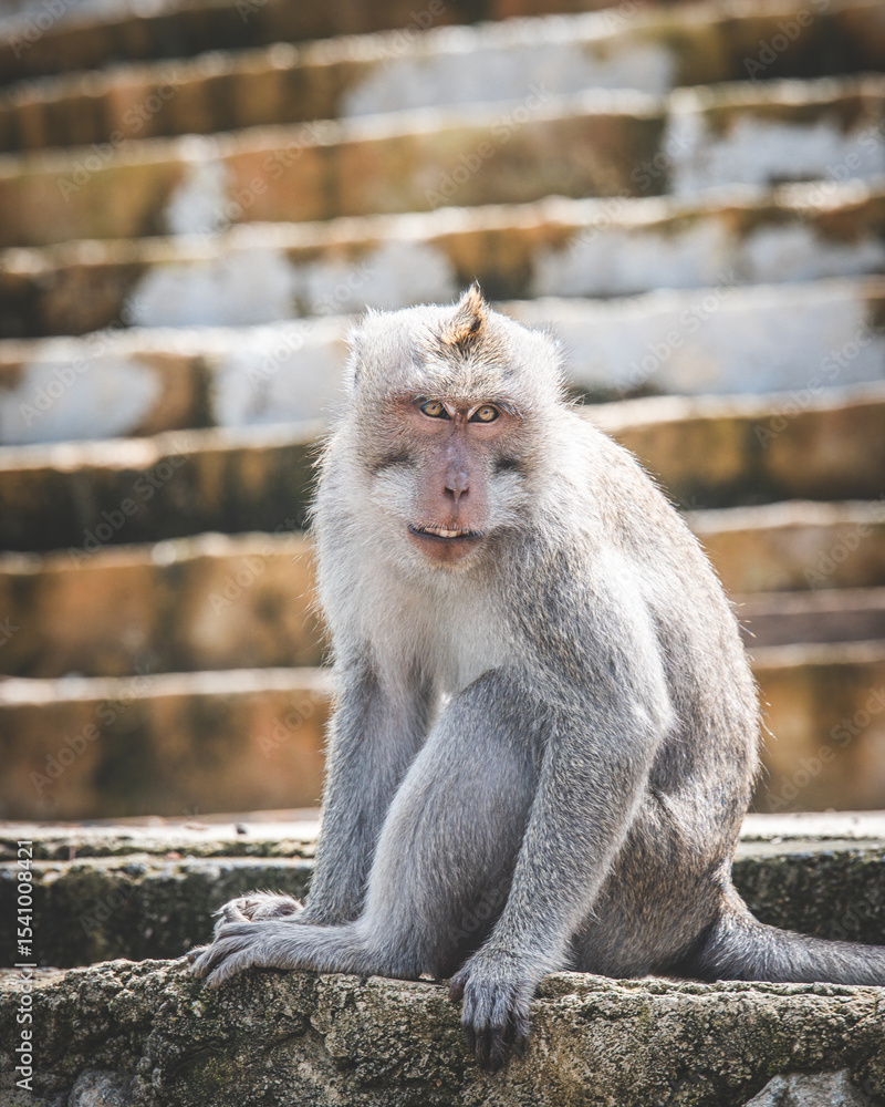 Naklejka premium Long-tailed Macaque Sitting on Temple Steps in Bali, Indonesia