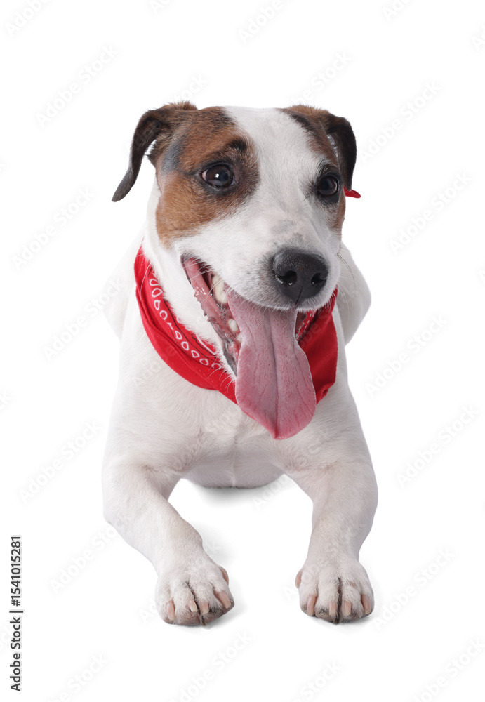 Obraz premium Cute Jack Russell Terrier dog with red bandana on white background