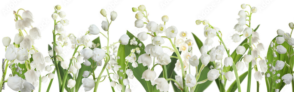 Obraz premium Fragrant lily of the valley flowers on white background. Banner design