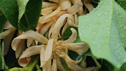 White Champaka
