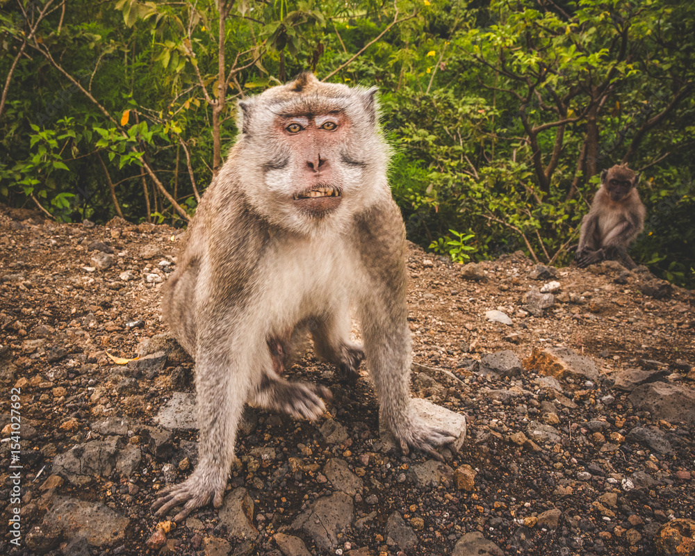 Naklejka premium Long-tailed Macaque
