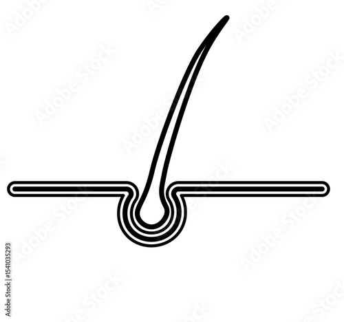 hair follicle illustration