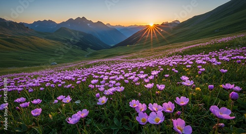Sunrise over Mountain Valley Filled with Purple Flowers in the Austrian Alps
