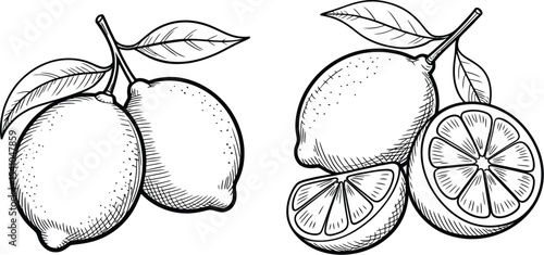 Black and white drawing of lemons with leaves and sliced lemon halves