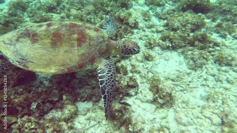 Sea turtle gliding above a coral reef, displaying beautiful colors and patterns, highlighting the importance of marine life conservation Sea turtle gliding above a coral reef, displaying beautiful colors and patterns, highlighting the importance of marine life conservation
