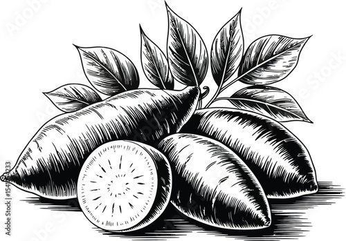 Illustration of cassava roots and leaves with cross section detail
