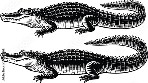 Two alligator illustrations in black and white on a white background