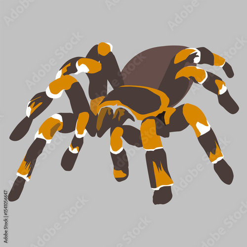 Colorful Tarantula Spider Vector – Exotic Insect Illustration