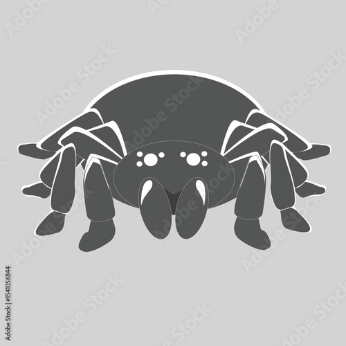 Vector Illustration of a Tarantula Spider – Front View Flat Design