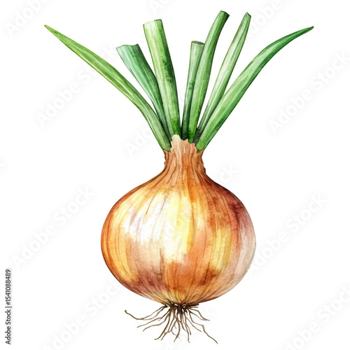 hand-drawn watercolor onion bulb with green stalk, natural botanical illustration, transparent background