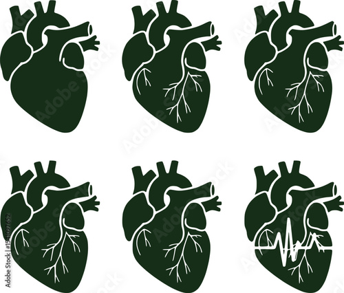 Heart Anatomy Evolution Depicted with Increasing Detail in Medical Illustration Series on White Background Representing Anatomical Progression