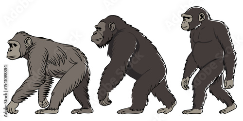 Evolution of ape to man illustration showing primate development and human ancestor stages in the process vector design