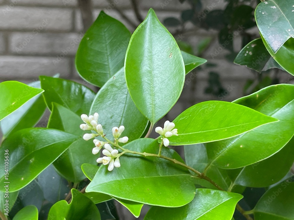 Obraz premium 5月のネズミモチの蕾 2025/5/19