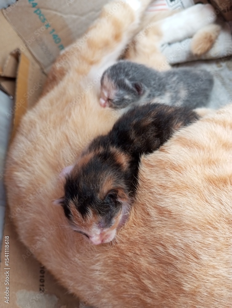 Obraz premium Cats are born funny, kittens are sleeping with their mother.