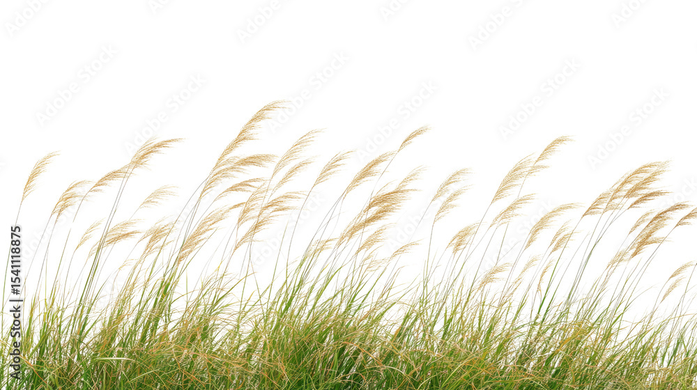 Fototapeta premium Gentle breeze action in nature's landscape tall grass swaying calm environment serene viewpoint tranquility concept