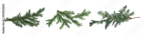 Elegant Christmas Tree Branches Isolated on Black Background for Holiday Designs