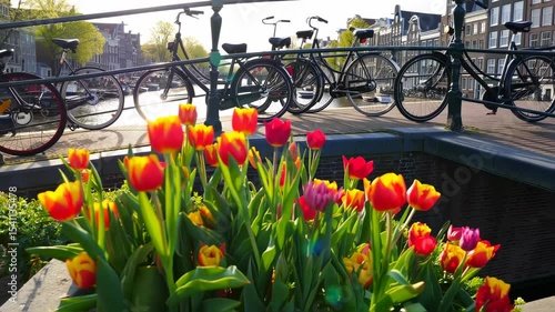 Charming Amsterdam canal bridge featuring vibrant tulips and vintage bicycles parked