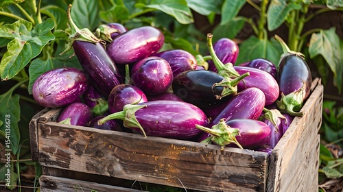 A pile of vibrant purple eggplants freshly harvested and arranged in a wooden crate with their glossy skin and tender texture set against a backdrop of green foliage
