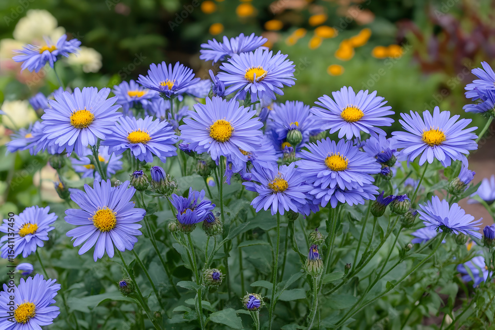 a bunch of blue flowers in a garden a bunch of blue flowers in a garden