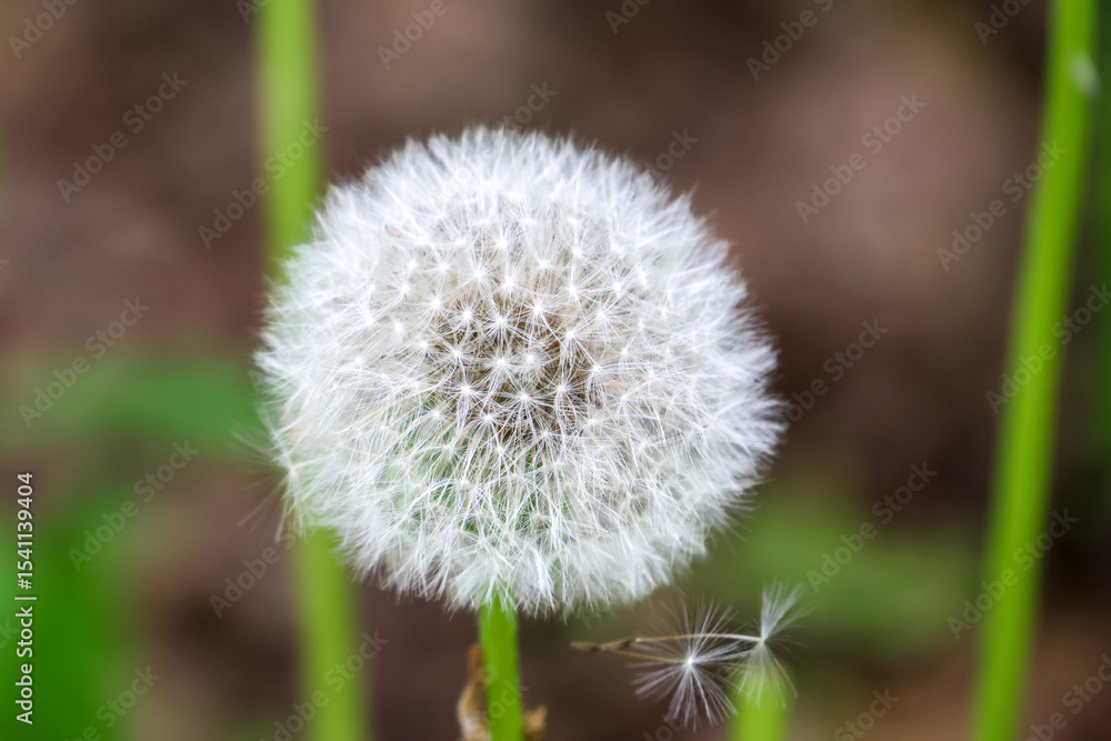 dandelion seed head dandelion seed head