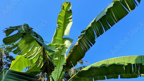 torn banana leaves against blue sky, green banana tree leaves in sunlight, tropical foliage  swaying gently in the wind on a sunny day 

