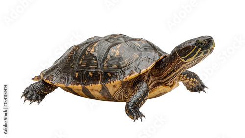 turtle isolated on transparent background png