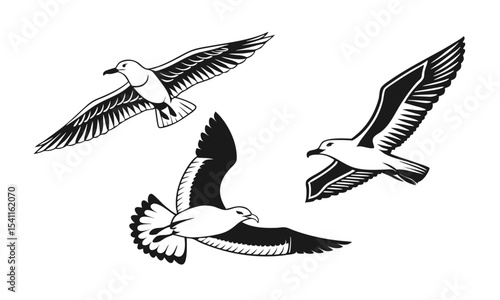 Black-Headed Gull Vector Illustration – Flight Pose, Silhouette & Wildlife Bird Design.