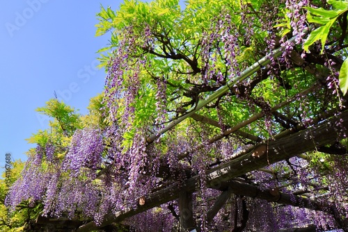 Wallpaper Mural wisteria trellis Torontodigital.ca