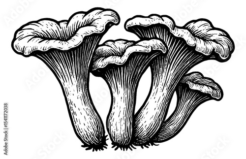 Illustration of Chanterelle Mushrooms in Detailed Black and White Engraving Style