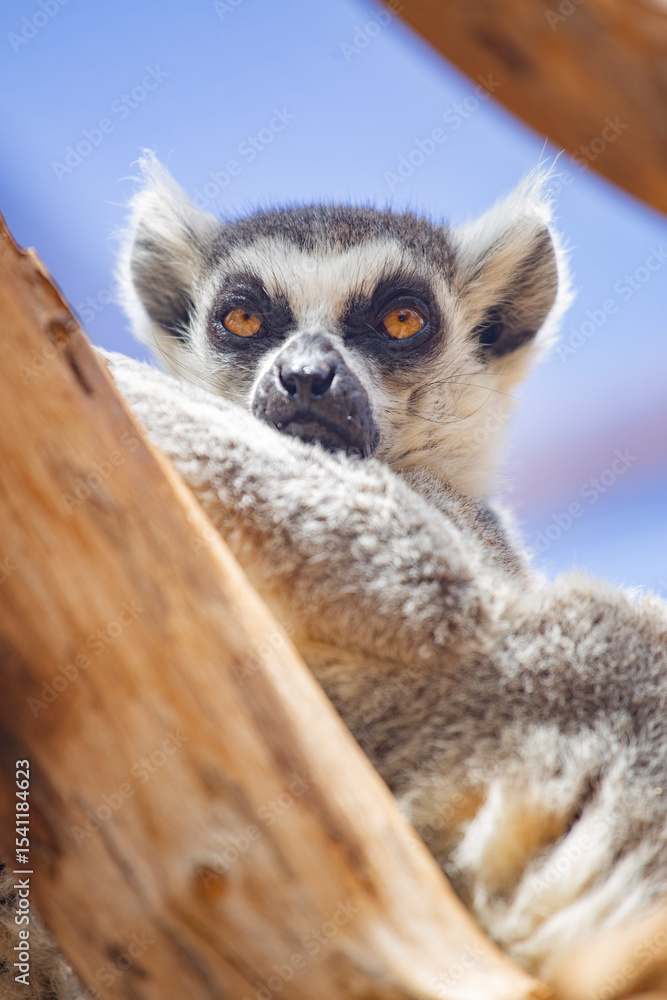 Obraz premium Lemur from Madagascar