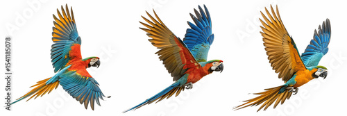 Three scarlet macaws flying isolated on transparent background