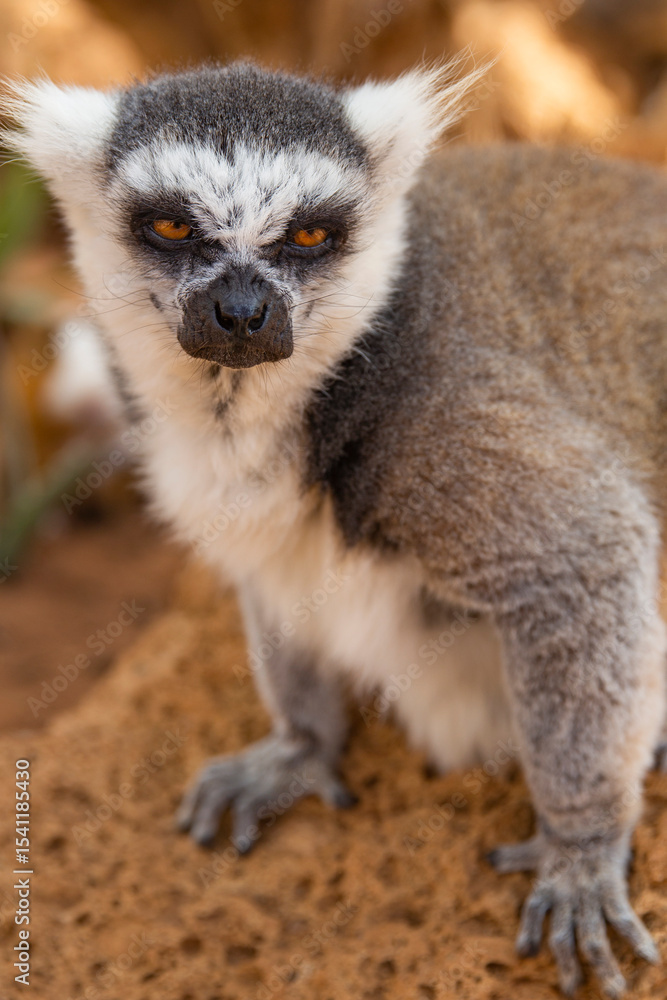 Obraz premium Lemur from Madagascar