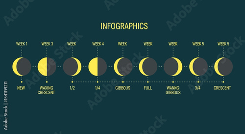 Detailed infographic illustrating the different phases of the moon over a five-week period.