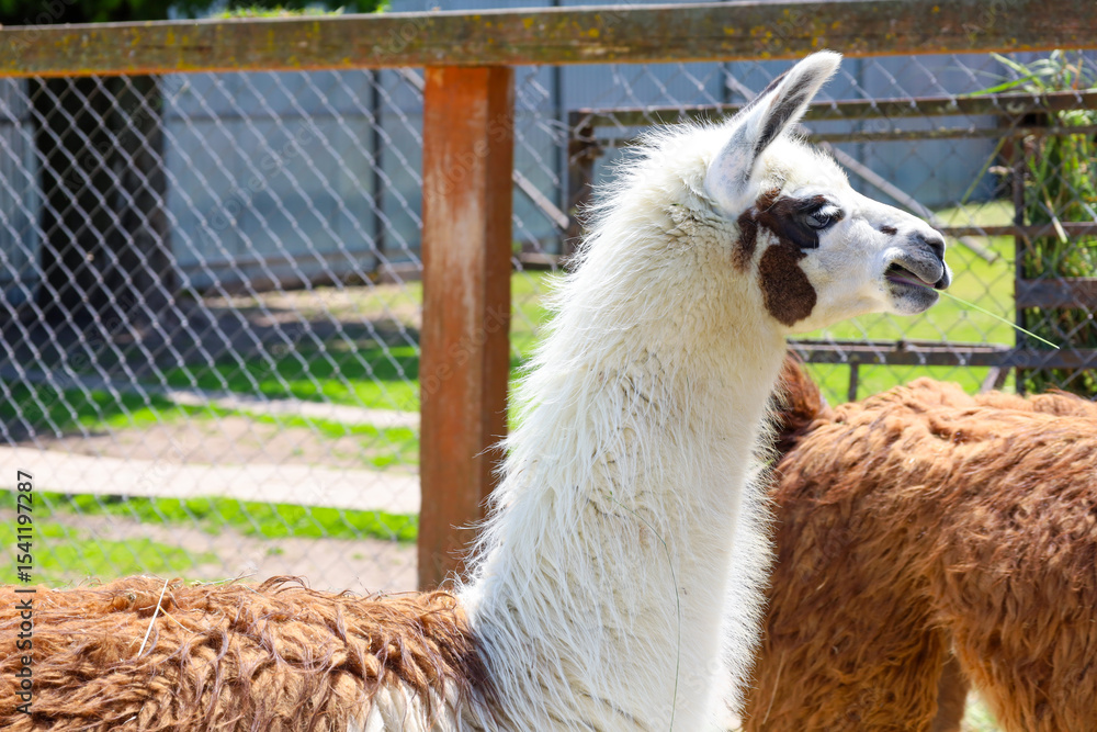 Obraz premium A llama with a fluffy white neck and brown patches on its head stands in an enclosure. The animal attentively looks at something off-camera, demonstrating its natural curiosity.